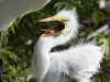 great-egret-07