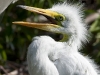 great-egret-08