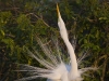 great-egret-09