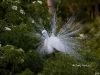 great-egret-10