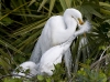 great-egret-11