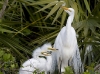 great-egret-12