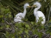 great-egret-13