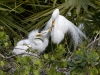 great-egret-14