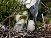 great-egret-15