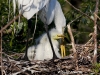 great-egret-16