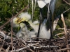 great-egret-17