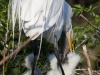 great-egret-18