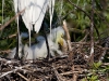 great-egret-19