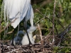 great-egret-20