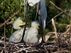 great-egret-21