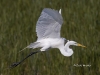 great-egret-22