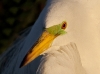 great-egret-23