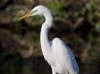 great-egret-24