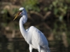 great-egret-25