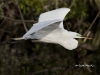 great-egret-26