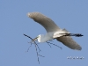 great-egret-27