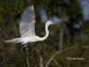 great-egret-28