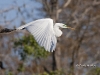 great-egret-29