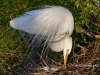 great-egret-30