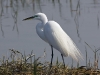 great-egret-31