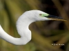 great-egret-32