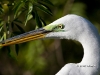 great-egret-33