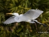 great-egret-34