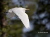 great-egret-35
