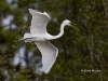 great-egret-36
