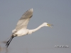 great-egret-37