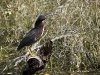 green-heron-01
