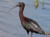 ibis-glossy-01