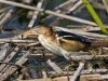 least-bittern-01