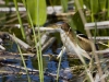 least-bittern-02