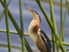 least-bittern-03
