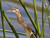 least-bittern-04