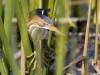 least-bittern-05