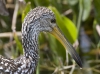 limpkin-01