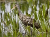limpkin-02
