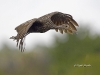 limpkin-03