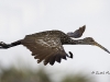 limpkin-04