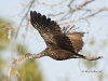 limpkin-05