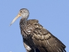 limpkin-06