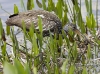limpkin-07