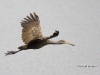 limpkin-08