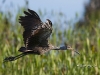 limpkin-09