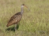 limpkin-10