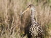limpkin-11