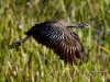limpkin-12